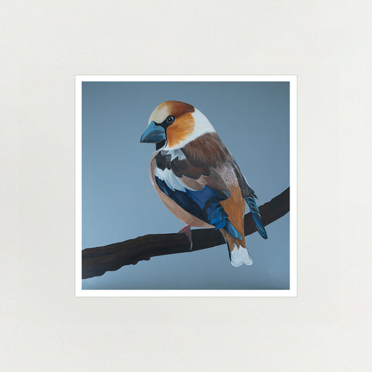 Hawfinch